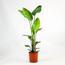 Iklim Garden Starliçe - Beyaz Cennet Kuşu -(Strelitzia Nicolai) Çok Köklü Xxxl Boy 3 Metre