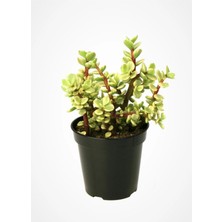 Portulacaria Afra Variegata,fil Azığı,yeşim 5,5 Sukulent Saksısında