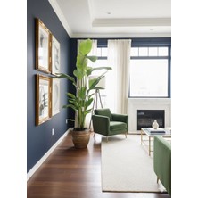 Starliçe 5 Köklü 220-250 cm Taş Saksıda Cennet Kuşu Çiçeği - Strelitzia
