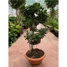 Ficus Ginseng Bonsai Orta Boy