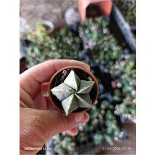 Yıldız Formlu Nadir Sukulent – Geometrik Mini Kaktüs 5,5 cm Saksılı Papaz Takkesi