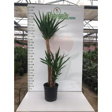 Massyucca Yuka 3 Lü - Ev Ofis Çiçeği