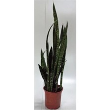 Sansevieria Trifasciata Q17 70CM