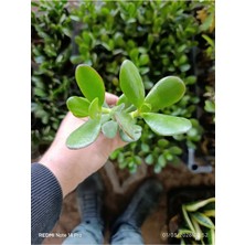 Crassula Ovata Para Ağacı - Şans ve Bereket Çiçeği - Özel Formlu Canlı Sukulent