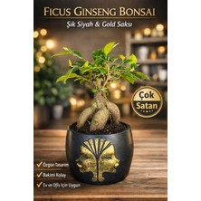 Ficus Ginseng Bonsai Gold Figürlü Siyah Saksı Dekoratif Mini Bonsai Ev Ofis Bitkisi
