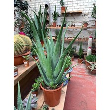 Aloe Vera Bitkisi Orta Boy Saksılı Jel Için Uygun