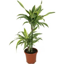 Dracaena Lemon Lıme Iki Kök
