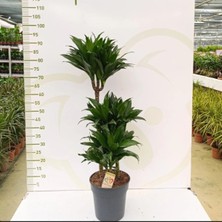 Dracaena Arturo 3 Pp 3 Köklü Gövdeli
