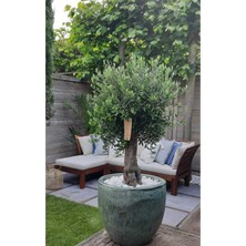 Dekoratif Taş Saksıda 25 Yaş Zeytin Ağacı