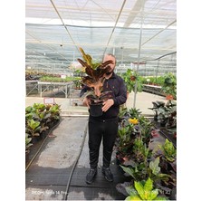Kraton Croton Excellent 17 cm Saksılı Renkli Yapraklı Dekoratif Salon Bitkisi