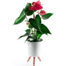 Canlı Pembe Antoryum Flamingo Çiçeği