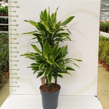 Dracaena Gold Coast 3 Pp 3 Kök Tek Saksıda