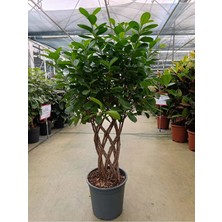 Ficus Maclome Braided Bitkisi ( Ithal)
