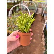 Prenses Çamı Sukulent - Crassula Muscosa 5,5cm