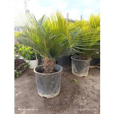 Cycas Revoluta Sago Palmiyesi - Tropikal Formlu Canlı Salon Bitkisi - Büyük Boy Dekoratif Japon Çamı