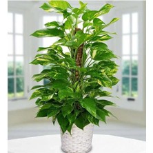 Patos Salon Sarmaşığı 70CM
