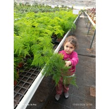 Canlı Tül Kuşkonmaz Bitkisi - Asparagus Setaceus Dekoratif Salon Çiçeği - Özel Tasarım Formlu
