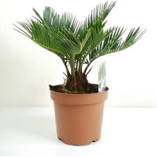 Sikas Palmiyesi Mini Cycas Revoluta Japon Sago Palm