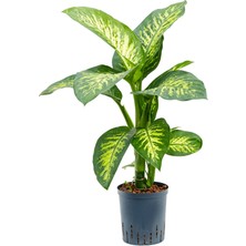 Difenbahya (Tropik) - Ağlayan Çiçek 60 cm
