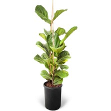 Ficus Lyrata | Keman Yapraklı Kauçuk 2'li (Yerli) 24CM Ø H:110