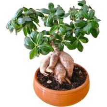 Kiremit Saksıda Bonsai Xl