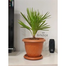 Chamaerops Humilis (Bodur Palmiye) 40-50 cm