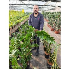 Büyük Boy Zamioculcas Zz Bitkisi – Zamia Salon Çiçeği Canlı Dekoratif Iç Mekan Bitkisi