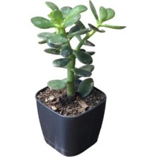 Tüplü Para Ağacı Çiçeği 15- 25 cm
