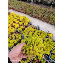 Sarı Sedum Lemon Ball - 10,5'lik Saksıda Canlı Sukulent - Neon Sarı Yayılıcı Bahçe Balkon Bitkisi