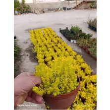 Sarı Sedum Lemon Ball - Neon Sarı Canlı Sukulent - Yayılıcı ve Dayanıklı Bahçe Balkon Bitkisi