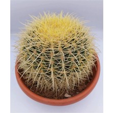 Dev Altın Fıçı Kaktüs 25-30 cm