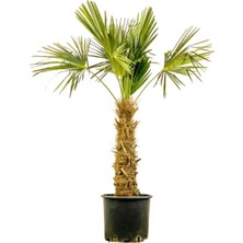 Chamaerops Excelsa (Trachycarpus Fortunei) 160CM