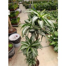 Dracaena Jade Jawel Bitkisi 4'lü