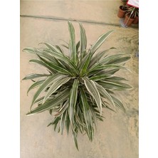 Dracaena Warnecki 8-10 Köklü Bitki