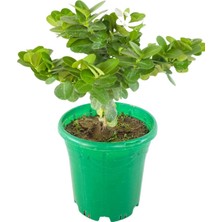 Natal Eriği Carissa Macrocarpa 2 Litrelik Saksıda