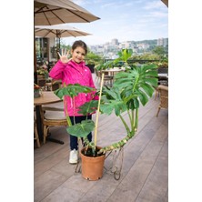 120 150 cm Çift Dikim Çift Köklü Deve Tabanı Monstera