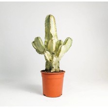 Euphorbia Ingens Variegata Marmorata Kaktüs 50-60CM