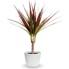 Madagaskar Dragon Ağacı – Dracaena Marginata - Tek Gövdeli Bordo