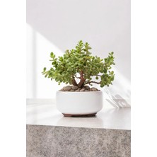 Dekoratif Saksıda Bonsai Yeşim Ağacı Fil Azığı 002