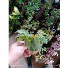 Çok Köklü Nadir Begonia Maculata Çilli Begonya - Özel Puantiyeli Yapraklar - Ithal Form Canlı Çiçek