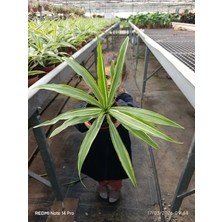 Ithal Özel Seri Dracaena Compacta Canlı Salon Bitkisi - Dolgun Formlu Hava Temizleyici Egzotik Çiçek