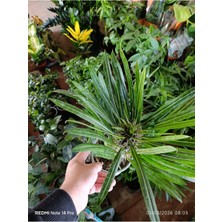 Madagaskar Palmiyesi - Pachypodium Lamerei - Dikenli Egzotik Salon Bitkisi