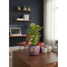 Canlı Monstera Adansonii Maymun Maskesi - El Yapımı Tasarım Mor Beton Saksı
