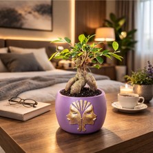 Mor Dekoratif Saksıda Ficus Ginseng Bonsai – Mini Masaüstü Ofis ve Ev Bitkisi
