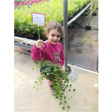 Canlı Sarkan Sarmaşık (Hedera Helix) Askılı Saksıda - Ev & Ofis Dekorasyonu Için Hazır Bitki