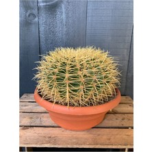 Dev Altın Fıçı Kaktüs 25-30 cm