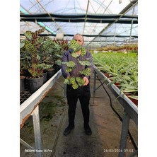 Canlı Calathea Makoyana Dua Çiçeği – Dekoratif Salon Bitkisi Büyük Boy Saksılı