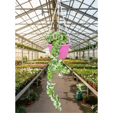 Hoya Carnosa Kıvırçık Mum Çiçeği Saksılı