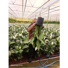 Dev Boy Barış Çiçeği Spathiphyllum Sensation - 100+ cm Ithal Salon Bitkisi Ev Hediyesi Yelken Çiçeği