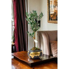 Gold Dünya Saksıda Bonsai Zeytin Ağaç